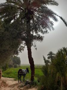 a horse standing next to a palm tree at Hike and Chill Homestay in Tinerhir