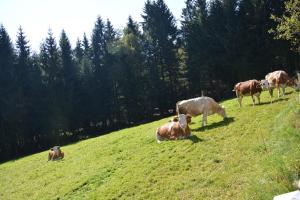 a group of cows grazing on a grassy hill at Holzhaus in Hauzenberg