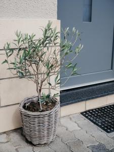 roślina doniczkowa siedząca przed drzwiami w obiekcie Appartement Meyer-Ernzen w mieście Echternach