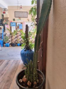a potted plant sitting on a table next to a wall at Dream Vision Guest House in Diu