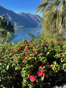 une brousse de roses avec vue sur un lac dans l'établissement Historic villa with magnificent lake views, à Valsolda
