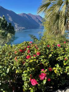 un arbusto de rosas con vistas a un lago en Historic villa with magnificent lake views, en Valsolda