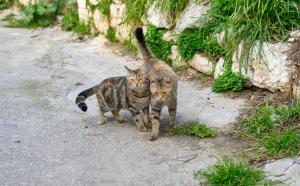 Domácí mazlíčci ubytovaní s hosty v ubytování Konstantis