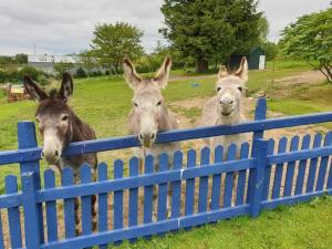three donkeys are looking over a blue fence at Ddol Cottage Traditional Coastal cottage nr Llangrannog & New Quay with Donkeys in Llandysul