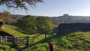 a dog sitting next to a fence in a field at Station House Self Catering, Catton in Hexham