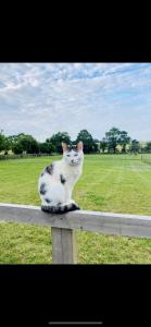 un chat noir et blanc assis sur une clôture en bois dans l'établissement Luxury 2 bed home, à Stagsden