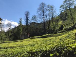a green hill with trees and a house on it at Can Butik Otel in Ardeşen