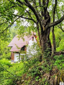 Příroda nedaleko apartmánu