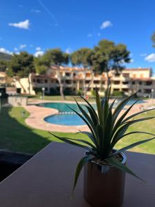 a potted plant sitting on a table next to a pool at Residencial Alcanar Costa in Alcanar