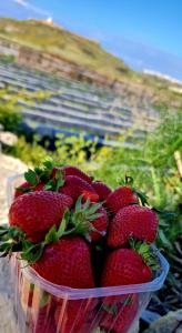 eine Schale Erdbeeren auf einem Tisch in der Unterkunft Haven Farmhouse B&B in Għarb