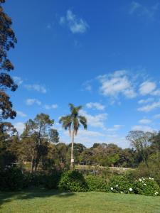 a palm tree in the middle of a park at Chalés Alpes do Vale- Gramado in Gramado