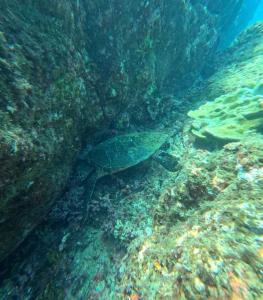 a green turtle is sitting on the coral reef at Cabinas Pura Vida B&B Tour Operator in Drake