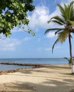 a beach with a palm tree and the ocean at Habitación privada en la playa HappyBeach_co in San Antero