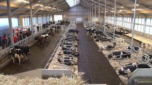 a group of cows in a large barn with people at Bed and breakfast De Zwanebloem in Elburg