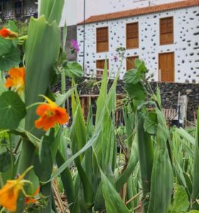 a house in the background with flowers in the foreground at CASA RURAL ANTIGUA ESCUELA I in Hermigua