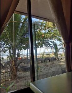 a view of a palm tree through a window at Apartamentos Zamora in Puerto Limón