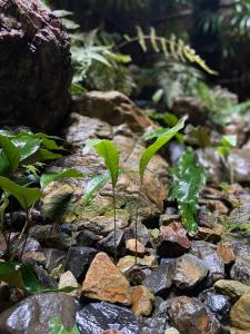 une plante poussant à partir d'un tas de rochers dans l'établissement 六根ゲストハウス Rokkon guest house, à Kyoto