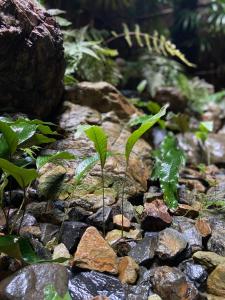 uma planta que cresce de uma pilha de rochas em 六根ゲストハウス Rokkon guest house em Quioto