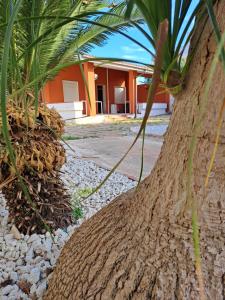 un primer plano del tronco de una palmera en marmar, en Marsala
