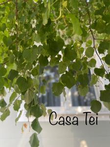 Ein Haufen grüner Blätter hängt von einem Baum in der Unterkunft Casa Tei in Turnişor