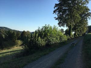 kot spacerujący po polnej drodze w obiekcie Cottage perché dans les montagnes du Mont-Saint-Michel w mieście Beauficel +24 zdjęcia