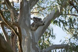 a koala sitting in the top of a tree at Tranquil Escape - Koala Hotspot - 2 Bed 2 Bath Apt Spectacular Sea Views in Soldiers Point