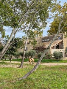 a horse standing in the grass next to a tree at Domaine Cap Rubis in Paradou