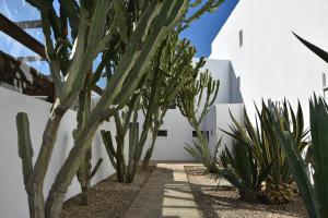 une cour avec des cactus et des plantes devant un bâtiment blanc dans l'établissement Hostal Doña Lola Marina, à Zahara de los Atunes