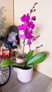 Foto dalla galleria di Stay if you wish Homestay a Jiufen