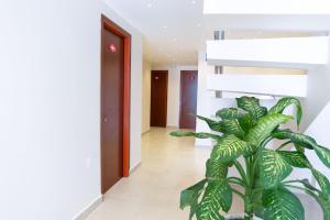 a plant in the hallway of a building at Hotel Sierra Nevada in Santa Marta