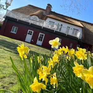 a house with yellow daffodils in front of it at Alte Schule SPO in Sankt Peter-Ording