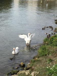 two white birds are swimming in the water at Maison In Normandie in Saint-Pierre-la-Garenne