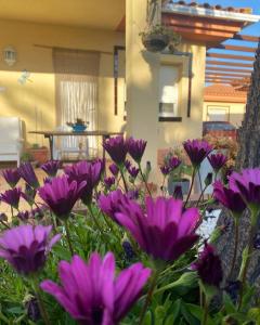 a bunch of purple flowers in front of a house at MANDARINA in Riumar