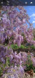a tree covered in purple flowers with a dog under it at Villa Imperia in Imperia