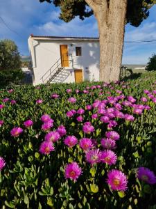 a field of pink flowers in front of a tree at Casita of Casa Olivar in Tocon
