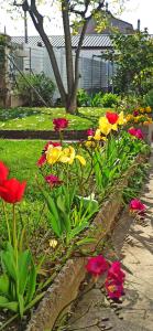 ogród kolorowych kwiatów na dziedzińcu w obiekcie Mirella's House w Padwie