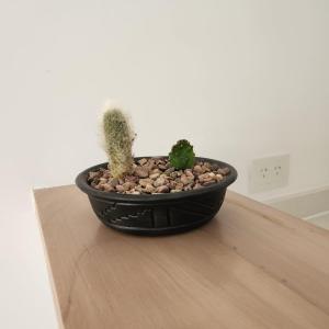 una olla negra sentada en una mesa con cactus en Especial Necochea en Salta