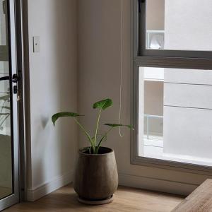 una planta en una olla sentada junto a una ventana en Especial Necochea en Salta
