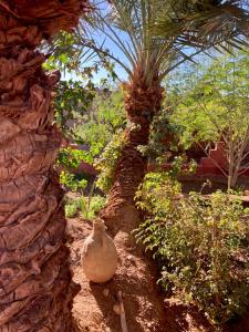 A garden outside Riad Imuhar