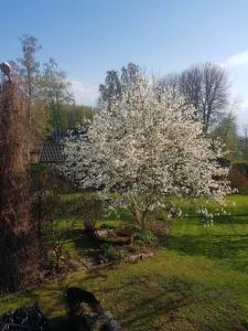 un arbre avec des fleurs blanches dans une cour dans l'établissement Lilla lägenheten, à Broddetorp