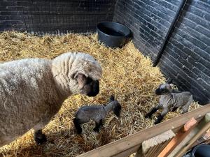una oveja y dos corderos bebés parados en heno en 4seasonshouse en Losser
