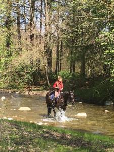 a person riding a horse through a river at Sérénité et nature dans une ferme équestre in Massonnens