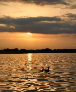 a duck swimming in a lake at sunset at Apartmani Konoba Starčevo in Virpazar