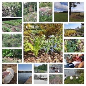 a collage of pictures of plants and flowers at Odsapka u Agi in Wydminy