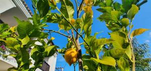 a lemon tree with green leaves and a blue sky at La Alcaidesa Valerie & Bruno in San Roque