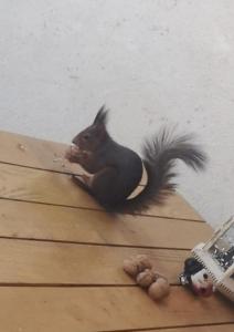 a squirrel sitting on top of a wooden floor at L'ECUREUIL 