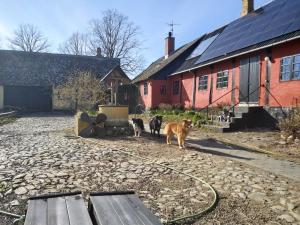 dos perros caminando en un patio al lado de un edificio en Bølshavnvej5 Bed & Breakfast, en Svaneke