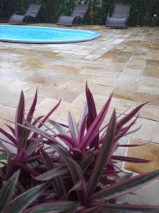 a plant in front of a swimming pool at POUSADA PILLAR in Paraty