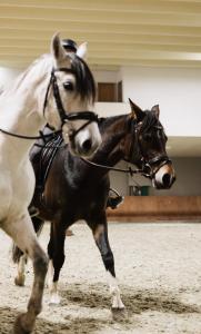 Altri animali domestici presso l'hotel o nei dintorni