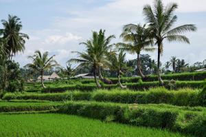 a rice field with palm trees in the background at Sandat Glamping Tents in Ubud